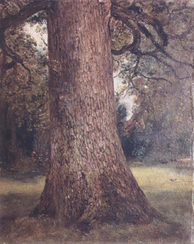John Constable Study of the trunk of an elm tree oil painting image